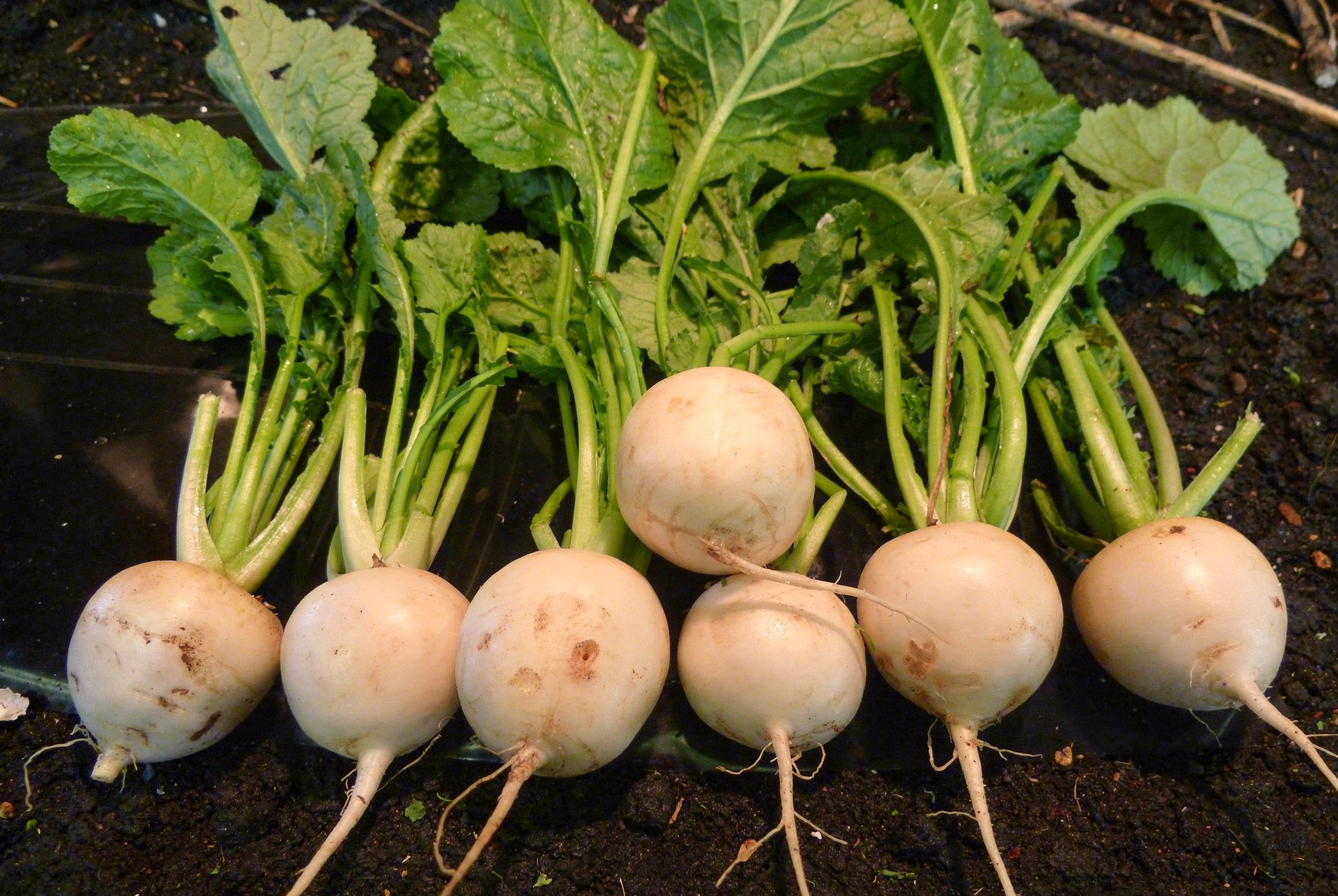 Turnip — hero (AI-generated reference image)